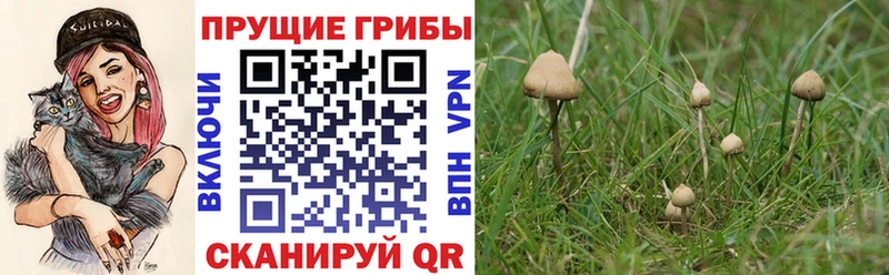 Псилоцибиновые грибы мицелий  Кирово-Чепецк 